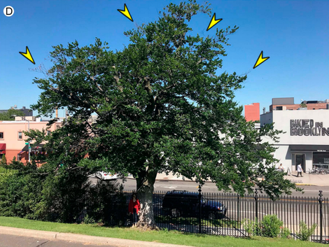 The tree where the new species was found, with a bakery I visit frequently in the background
